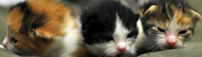 Image for Publisher apologises for arguably tasteless kitten death promo