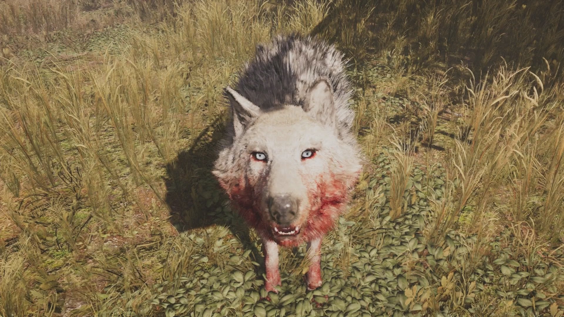 Image for Far Cry Primal Beast Master Hunt - The Snowblood Wolf