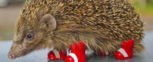 Image for SEGA helps raise awareness of hedgehog decline in UK