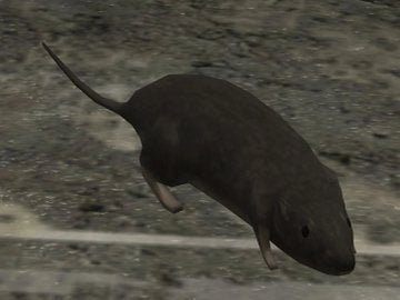 Image for Halo 3 rat mod has you desperately trying to gun down enemy vermin