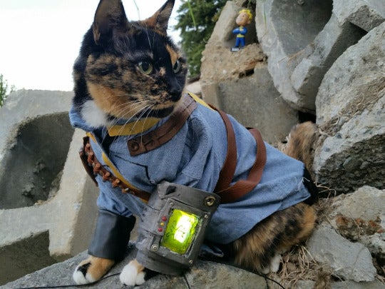 Image for Vault Cat proves felines aren't extinct in the Fallout universe after all 