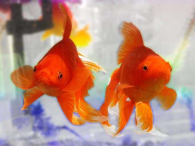 Image for A pair of fish are playing Street Fighter live on Twitch right now