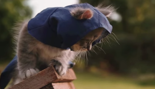 Image for This Assassin's Kittens short is impossibly cute