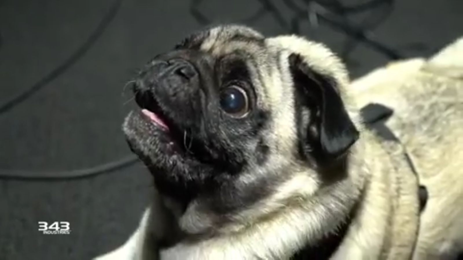 Image for Meet the pug pup behind the weird sounds of Halo Infinite