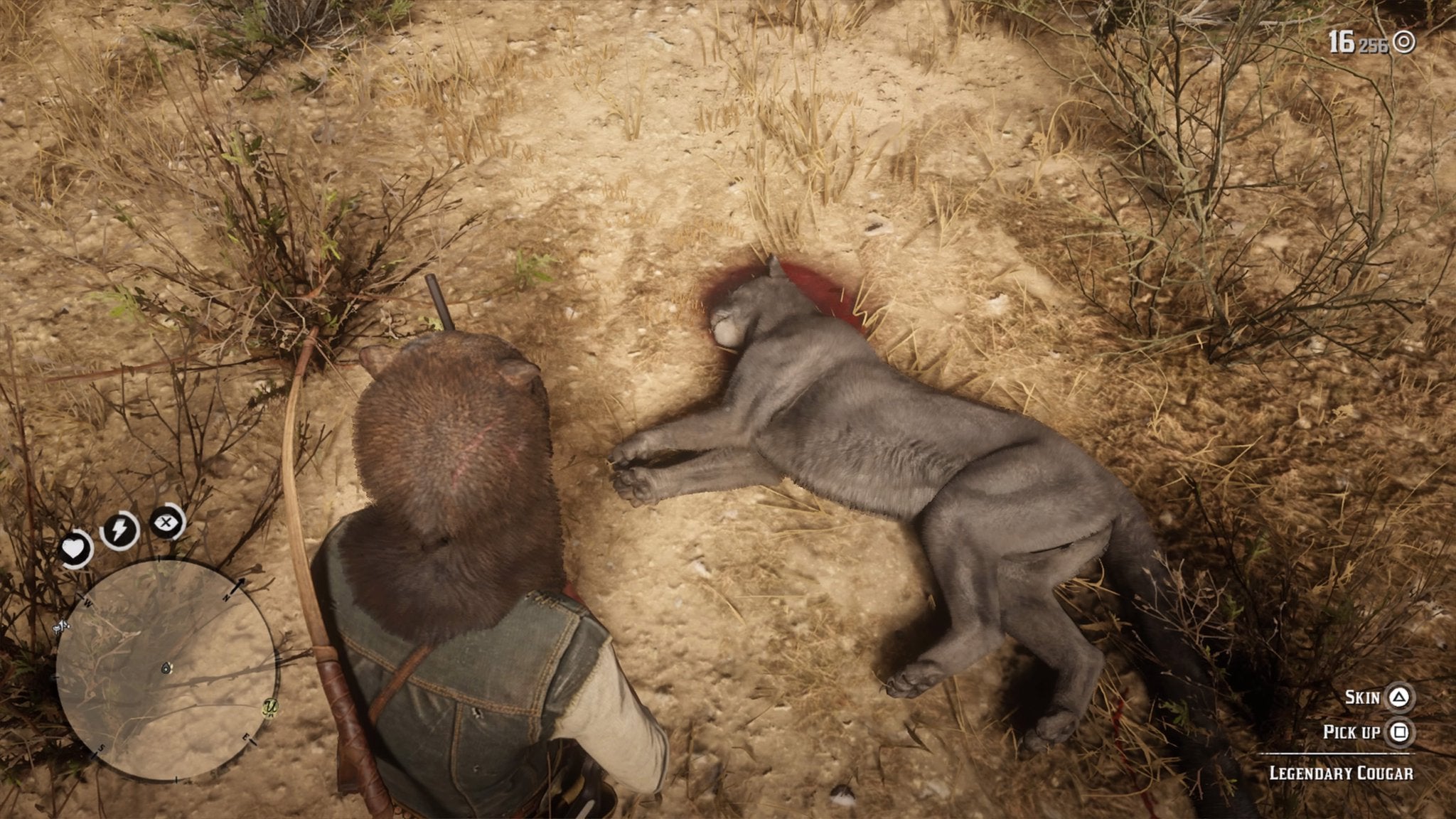 Red Dead Redemption 2 Legendary Cougar Location - How to Get the Legendary Pelt |