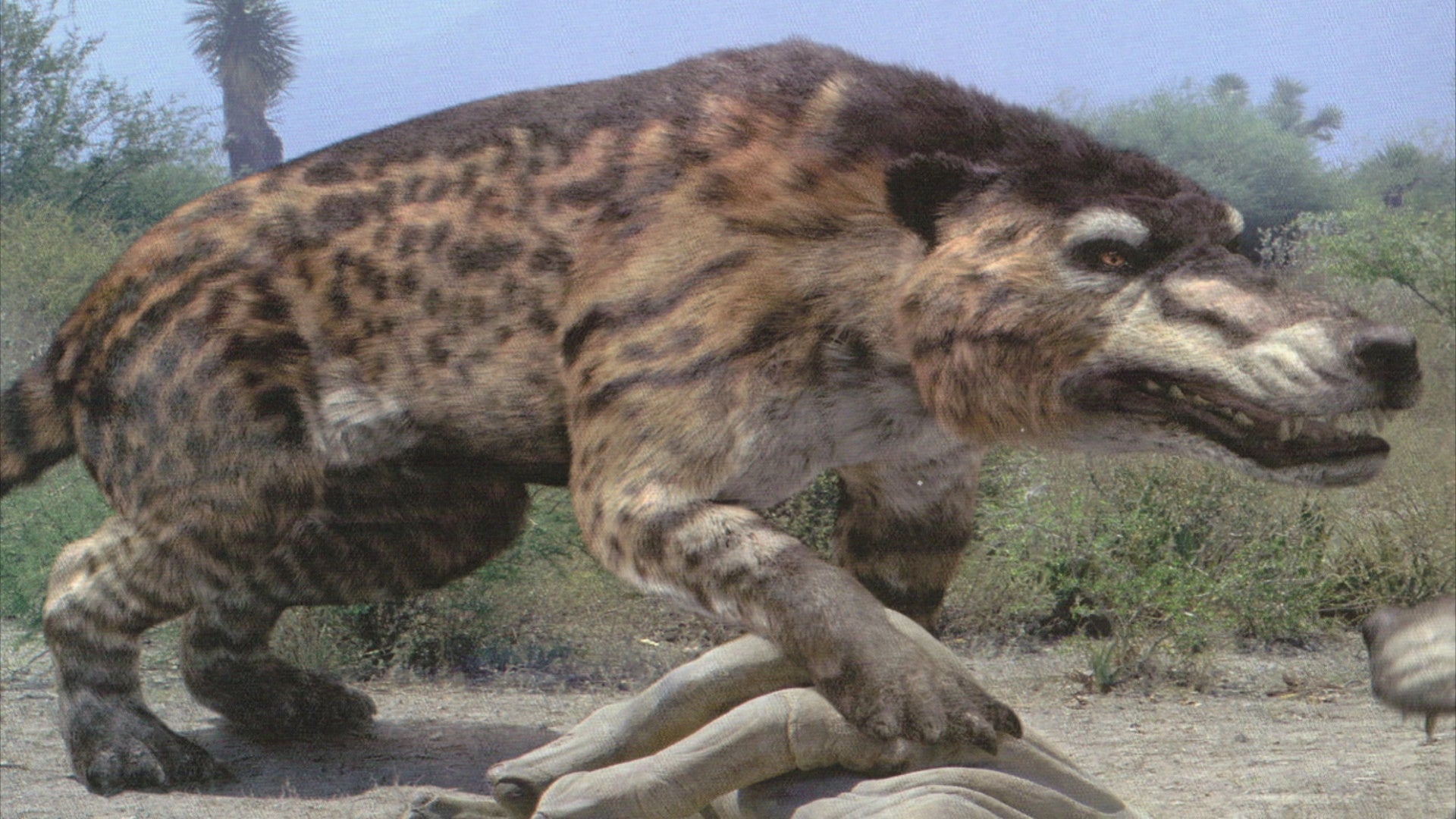 How to tame Andrewsarchus in Ark Survival Evolved | VG247